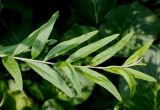 Buddleja alternifolia. Побег. Германия, г. Дюссельдорф, Ботанический сад университета. 03.06.2014.