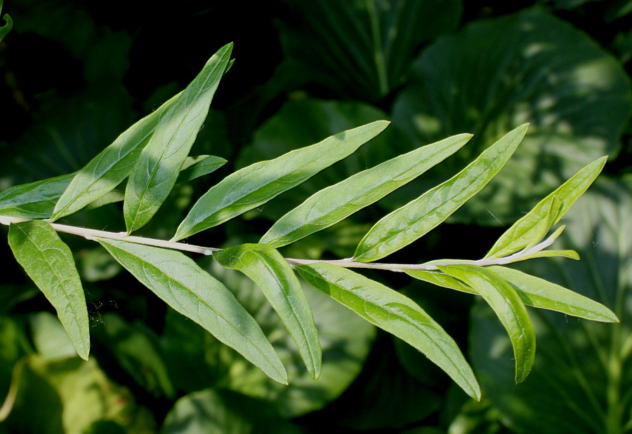 Image of Buddleja alternifolia specimen.