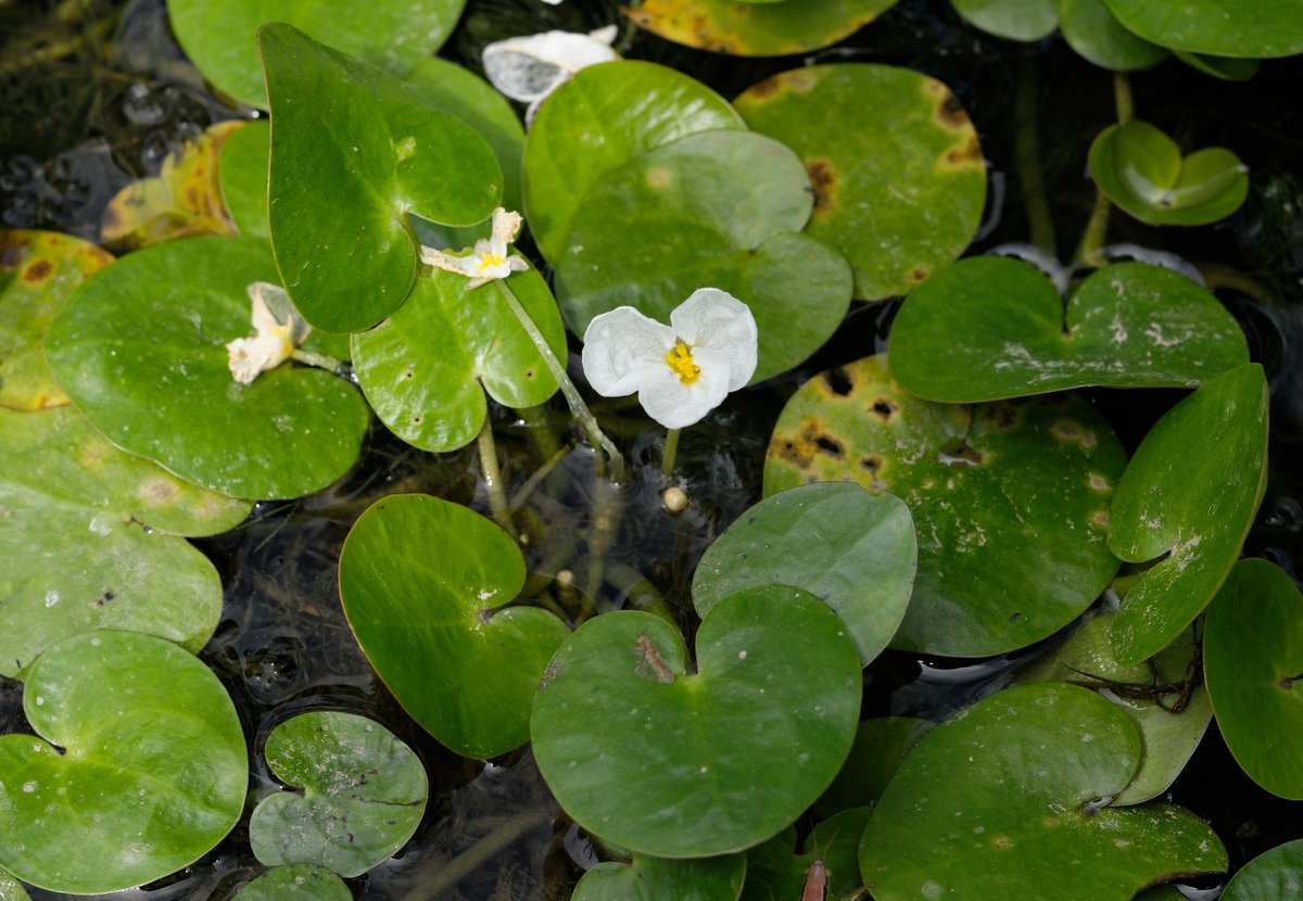 Image of Hydrocharis dubia specimen.