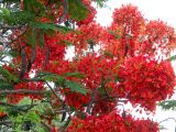 Delonix regia. Часть кроны с соцветиями и плодами. Израиль, впадина Мёртвого моря, пос. Эйн Бокек, в культуре. 12.05.2014.