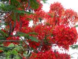 Delonix regia. Часть кроны с соцветиями и плодами. Израиль, впадина Мёртвого моря, пос. Эйн Бокек, в культуре. 12.05.2014.