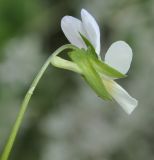 Viola tricolor