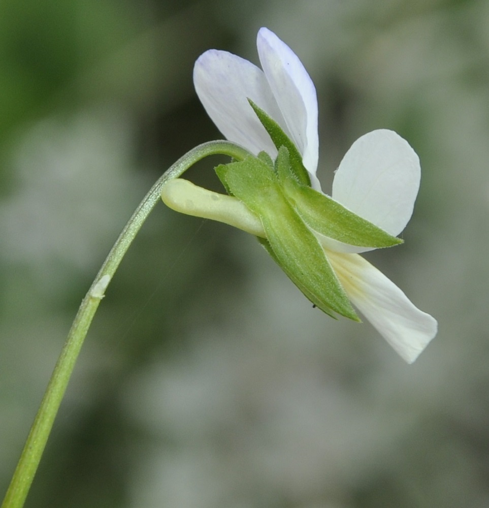 Изображение особи Viola tricolor.