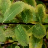 Spiraea latifolia