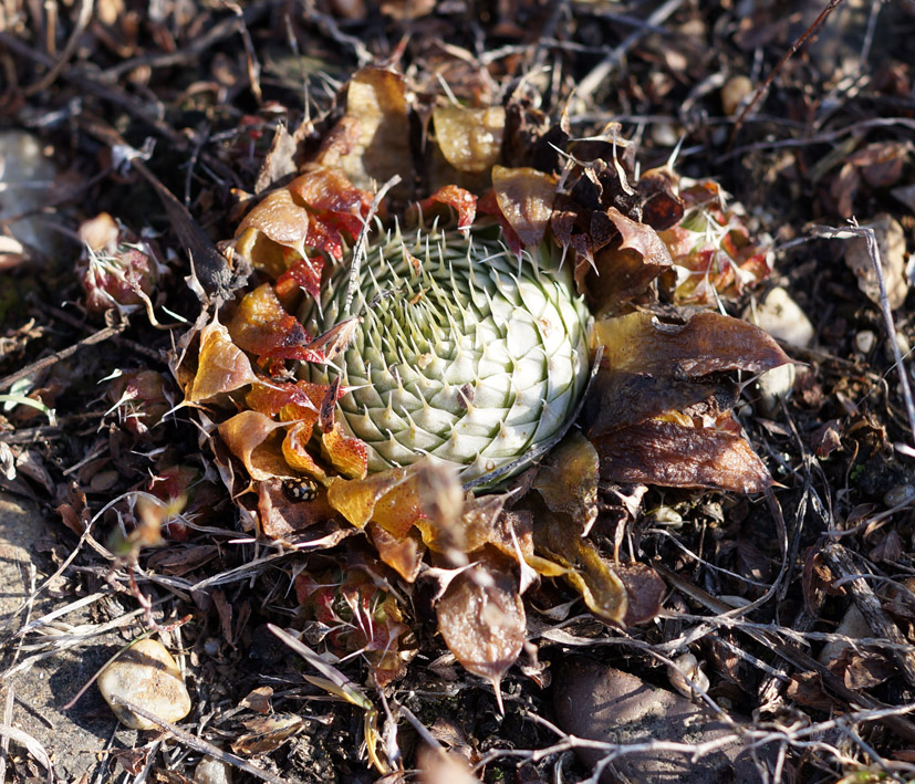 Изображение особи Orostachys spinosa.