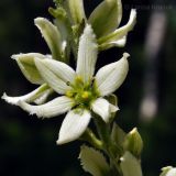 Veratrum dahuricum