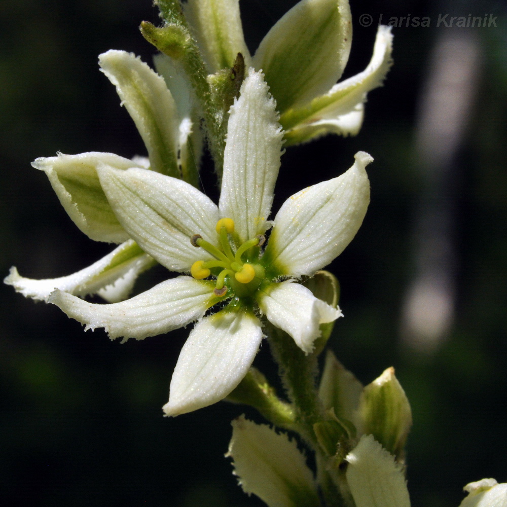 Изображение особи Veratrum dahuricum.