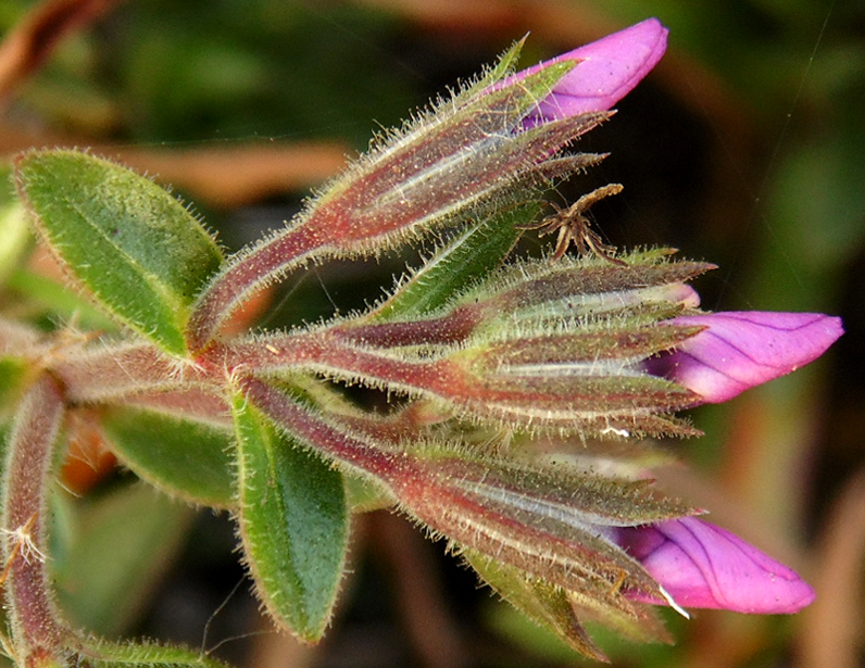 Изображение особи Phlox amoena.