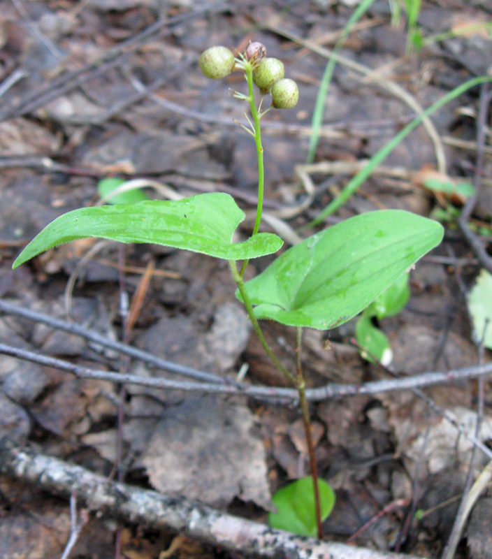 Изображение особи Maianthemum bifolium.