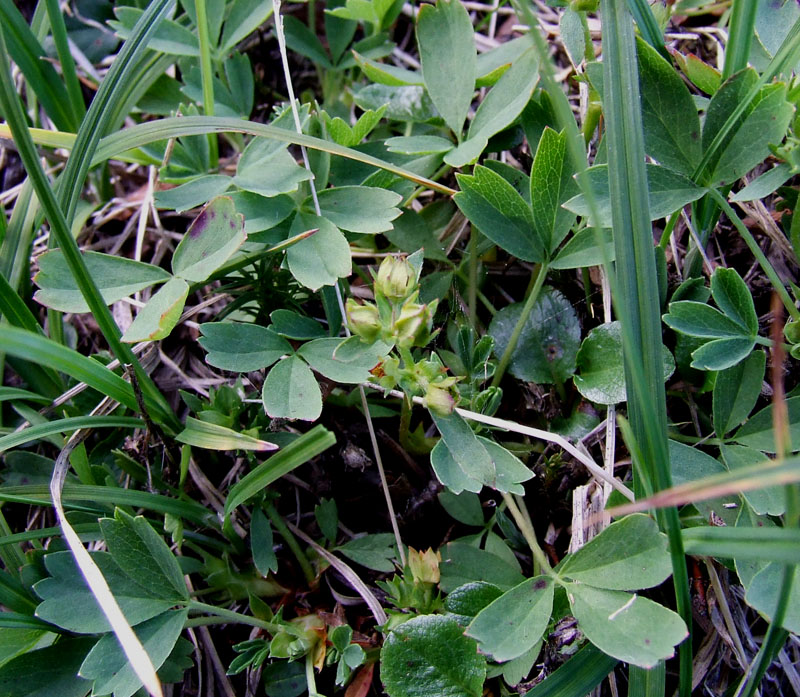 Изображение особи Sibbaldia procumbens.