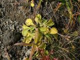 Primula cuneifolia. Плодоносящее растение.