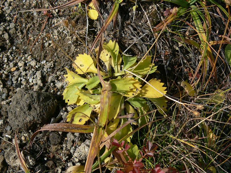 Изображение особи Primula cuneifolia.