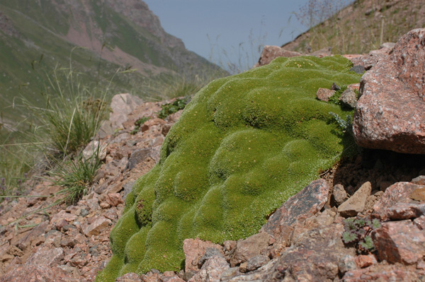 Image of Thylacospermum caespitosum specimen.