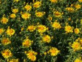 Inula salicina