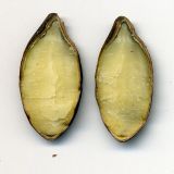 Echinocystis lobata. Продольный разрез семени. Курская обл., Железногорский р-н, пос. Каменец, дачи Жуковец, обочина дороги. 28 сентября 2009 г.