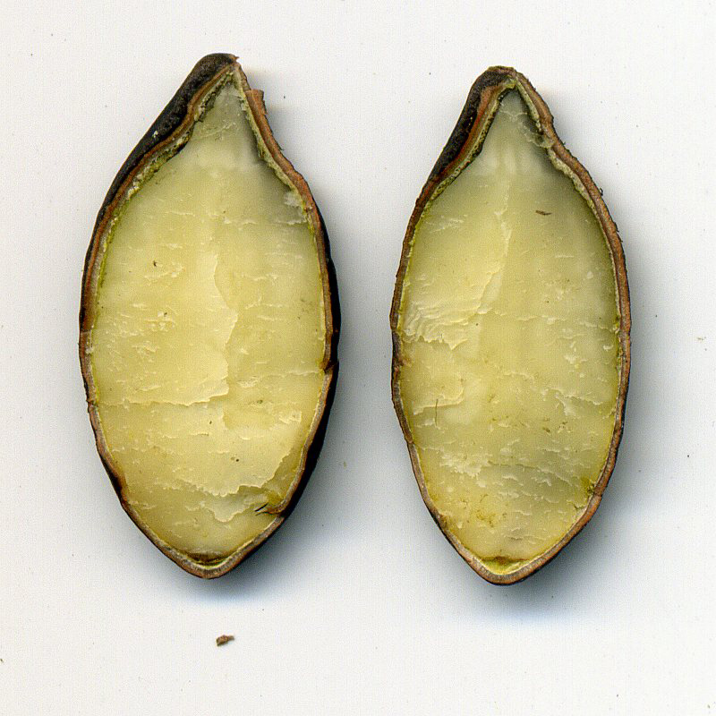 Image of Echinocystis lobata specimen.