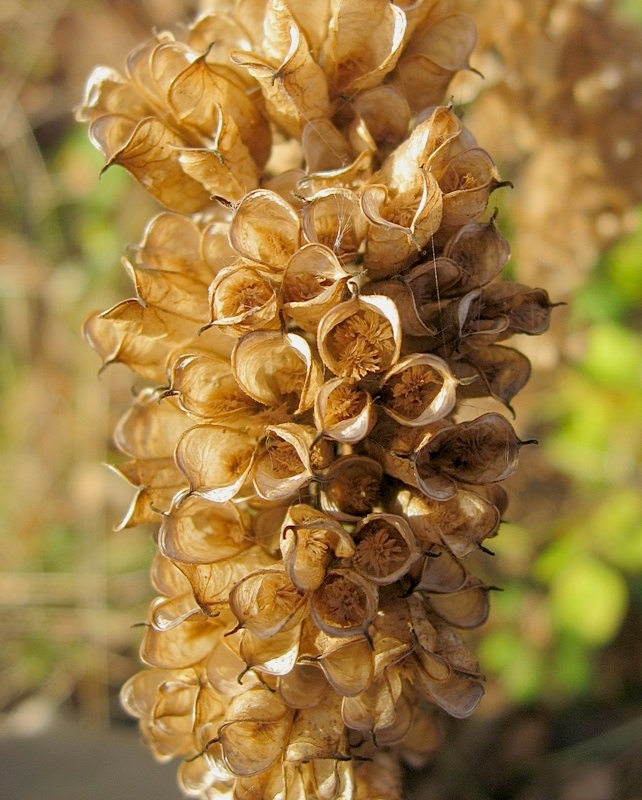 Image of Cimicifuga foetida specimen.