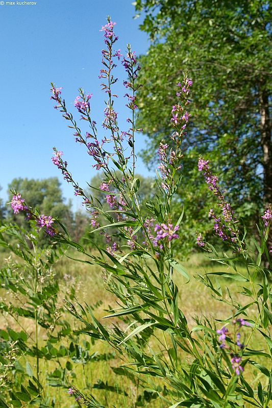 Изображение особи Lythrum virgatum.