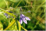 Lobelia sessilifolia. Цветок. Республика Саха (Якутия), Олёкминский район, заповедник Олёкминский, р. Олёкма, близ устья р. Куччугуй-Джикимда. Июль 1998 г.