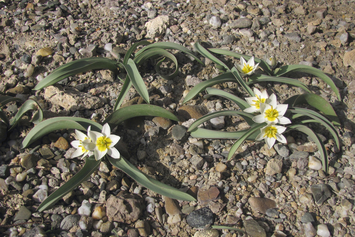 Изображение особи Tulipa biflora.