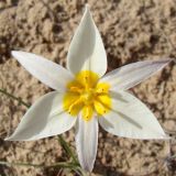 Tulipa buhseana