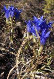 Gentiana decumbens