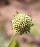 Lomelosia songarica