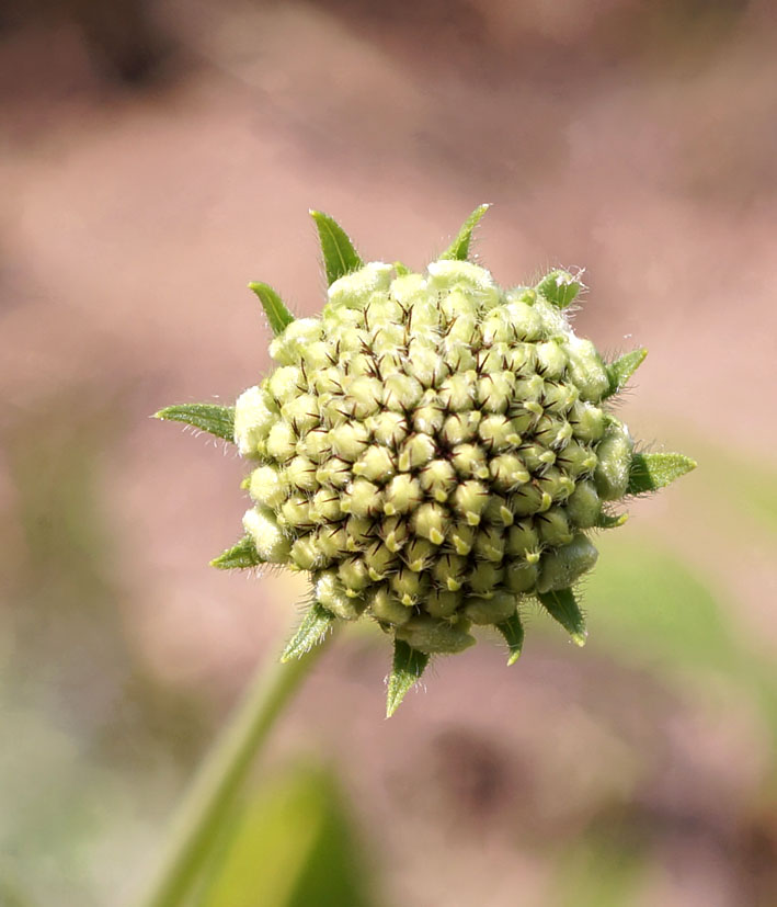 Image of Lomelosia songarica specimen.