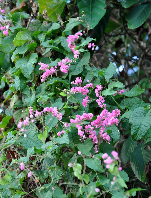 Изображение особи Antigonon leptopus.