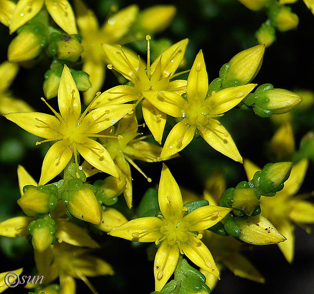 Image of Sedum acre specimen.