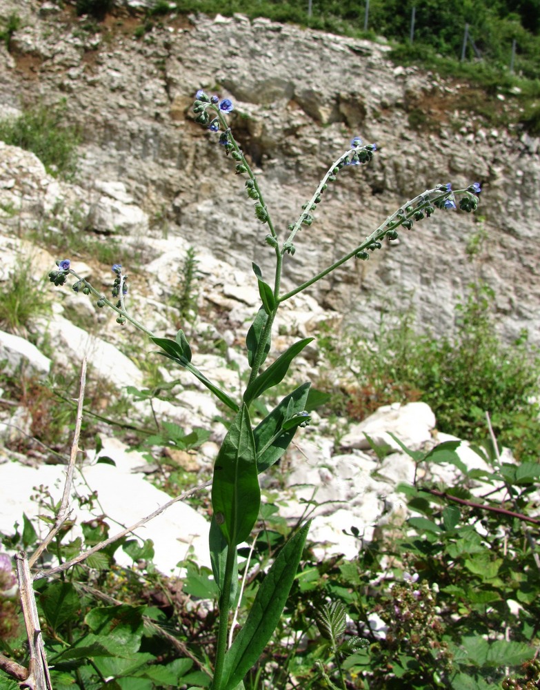 Изображение особи Paracynoglossum glochidiatum.