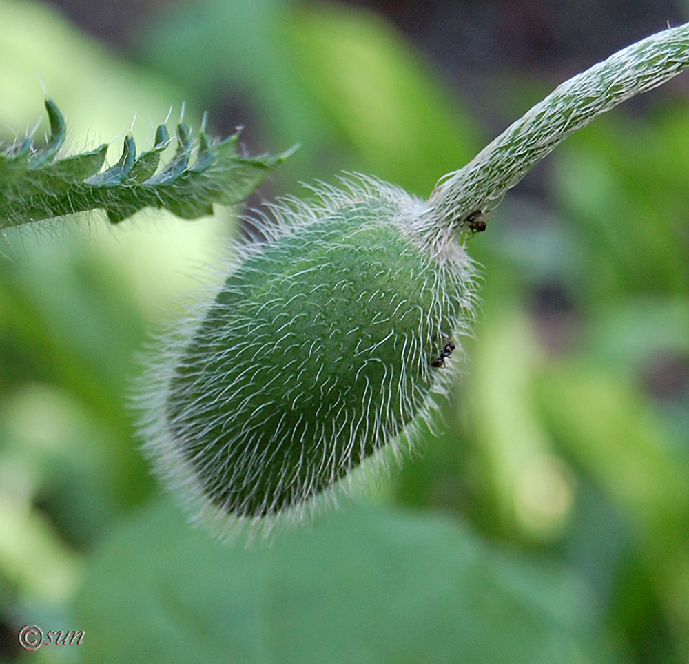 Image of Papaver orientale specimen.