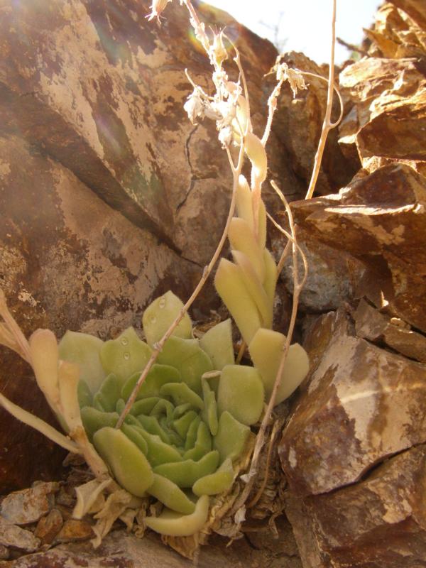 Изображение особи Rosularia platyphylla.