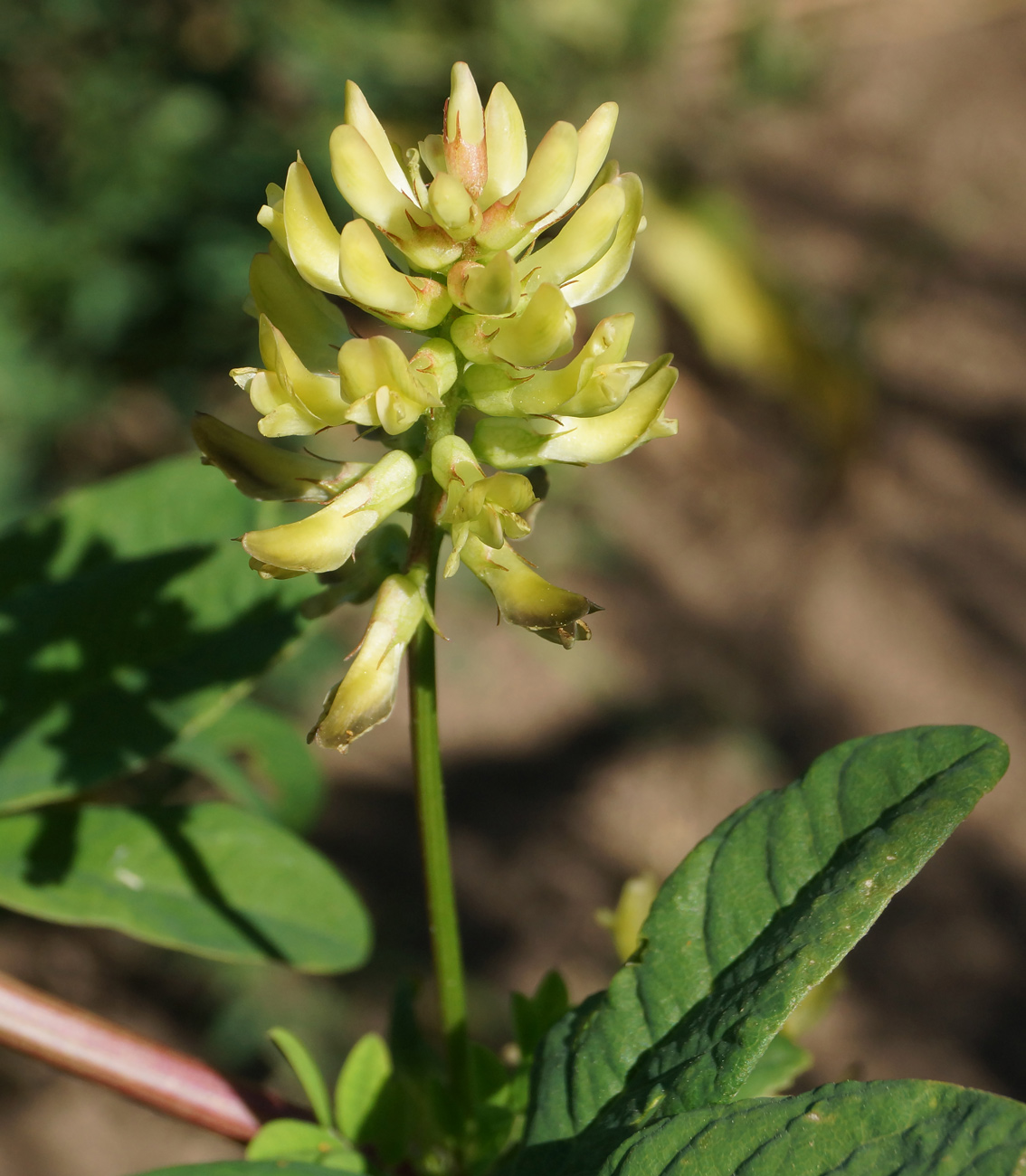 Image of Astragalus glycyphyllos specimen.