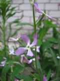 Matthiola bicornis