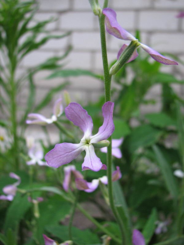 Image of Matthiola bicornis specimen.