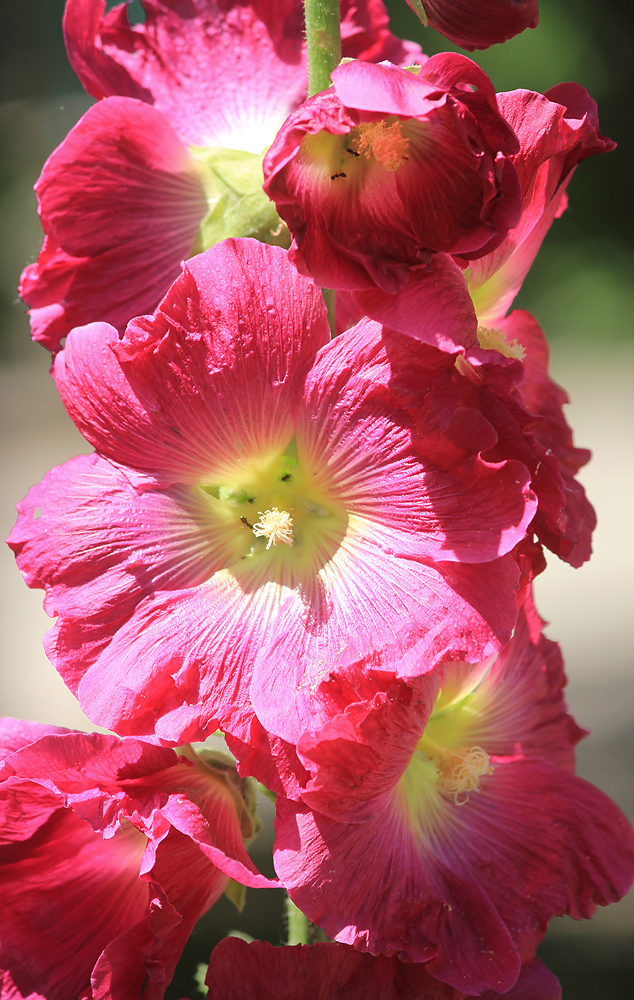 Image of Alcea rosea specimen.