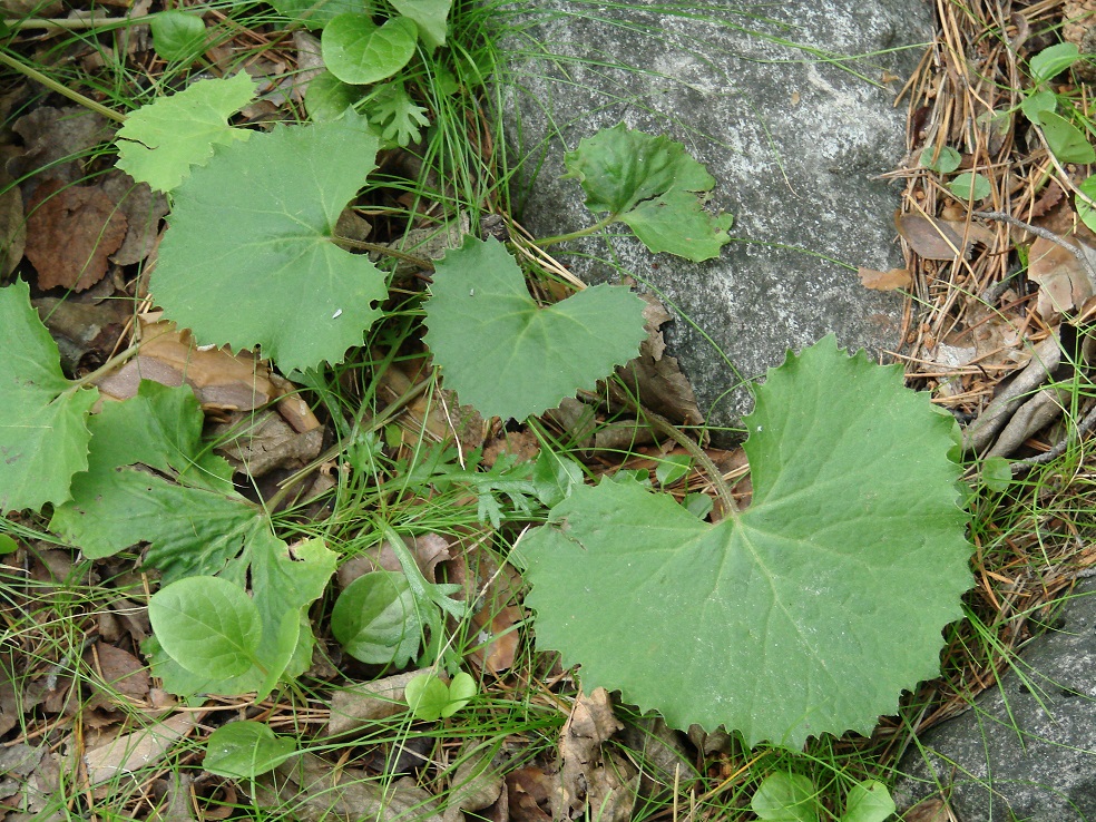 Image of Petasites rubellus specimen.