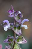 Salvia sclarea