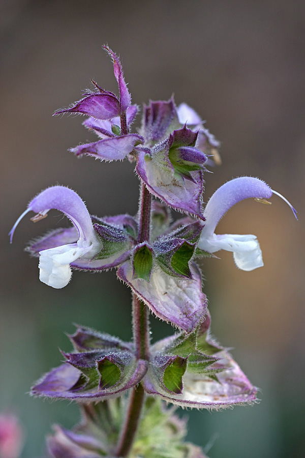 Изображение особи Salvia sclarea.