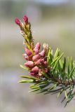 Pinus friesiana. Верхушка ветви с микростробилами и молодыми шишками. Кольский п-ов, Кандалакшский берег Белого моря, песчаный пляж. 24.06.2015.