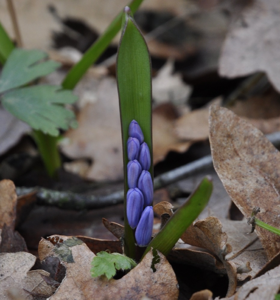 Image of Scilla bifolia specimen.