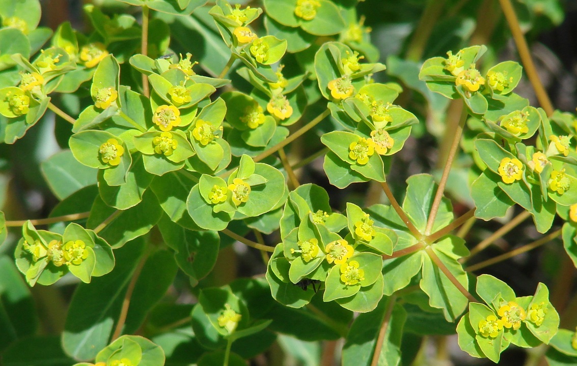 Изображение особи Euphorbia jenisseiensis.