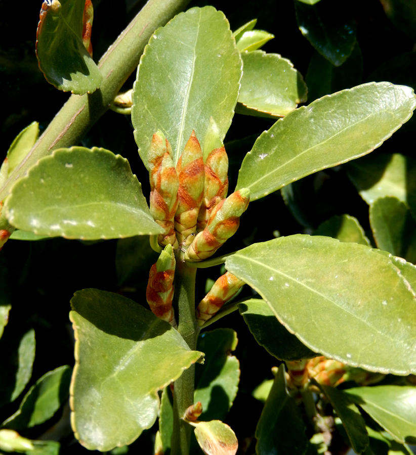 Image of Euonymus japonicus specimen.