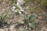 Phlomoides labiosa