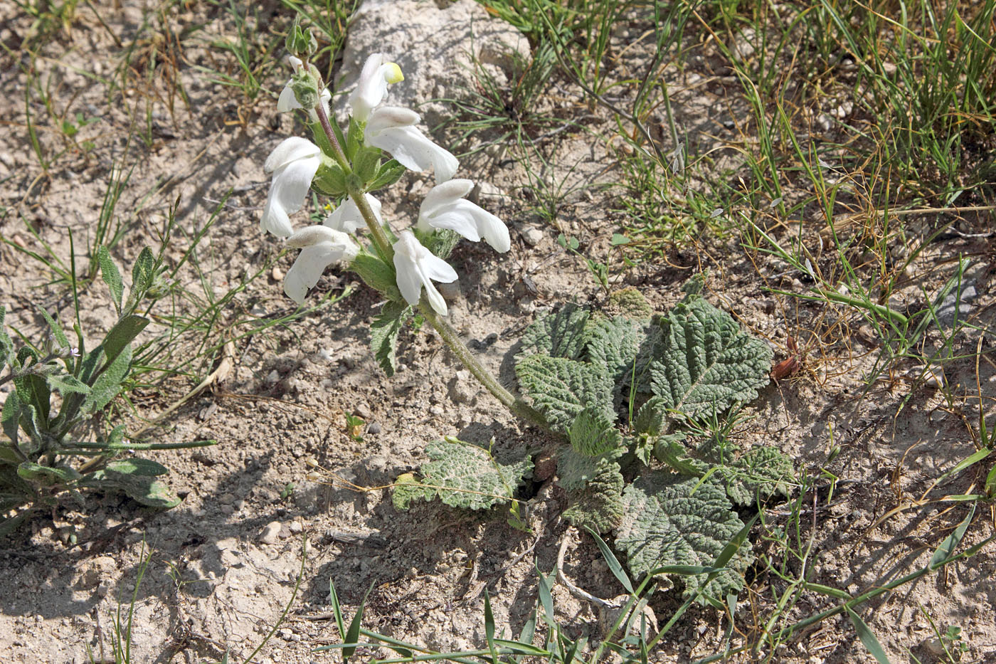 Image of Phlomoides labiosa specimen.