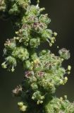 Chenopodium