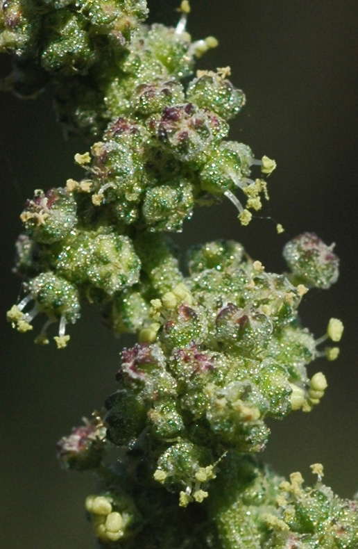 Изображение особи род Chenopodium.