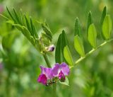 Vicia angustifolia. Верхушка побега с цветками, бутонами и кормящимся муравьем. Кыргызстан, Нарынская обл., левый берег р. Нарын, окр. с. Алыш, вдоль дороги. 08.07.2015.