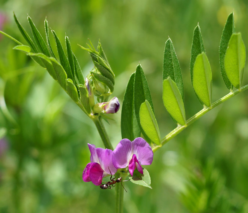 Image of Vicia angustifolia specimen.